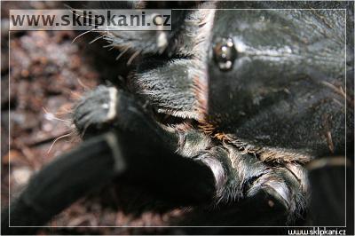 Haplopelma_sp._Cambodgia